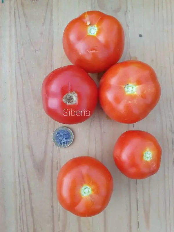 Tomaten: Siberia