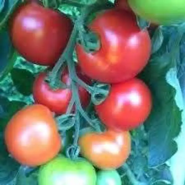 Tomaten: Siberian