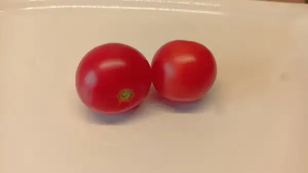 Tomaten: Siberian Early