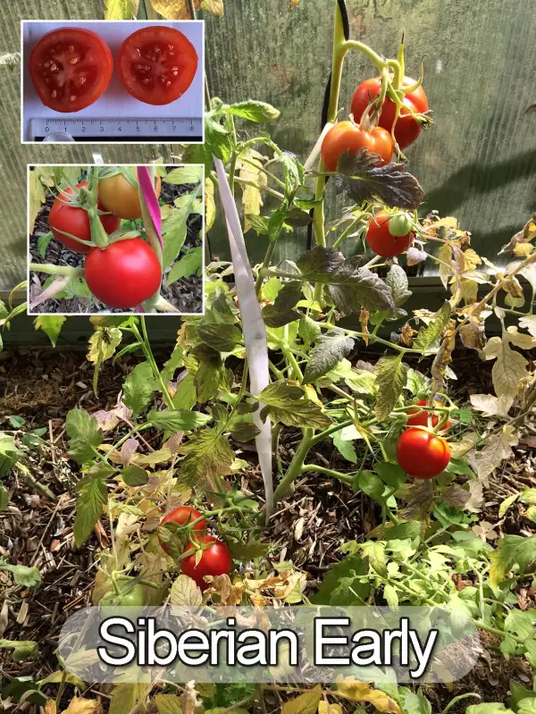 Tomaten: Siberian Early