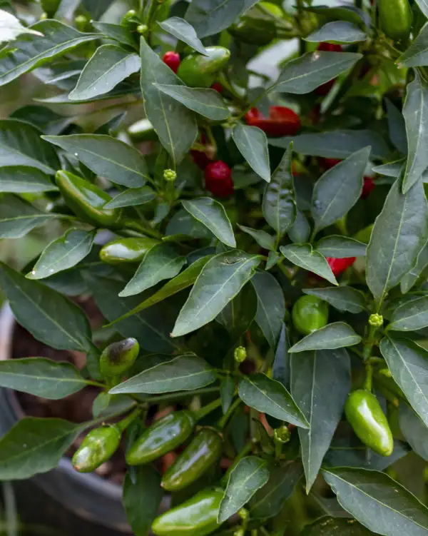 Chili / Paprika: Siberian Hot