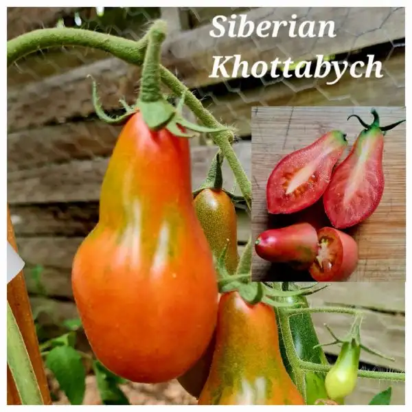 Tomaten: Siberian Khottabych