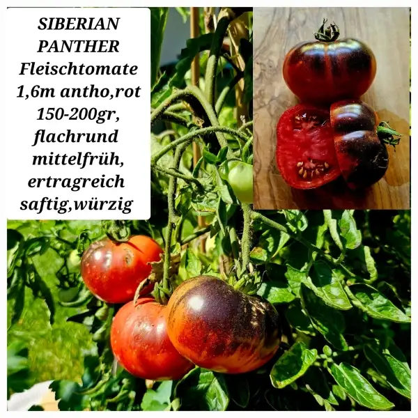 Tomaten: SIBERIAN PANTHER