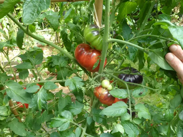 Tomaten: Siberian Panther ( Kat# 2423 )