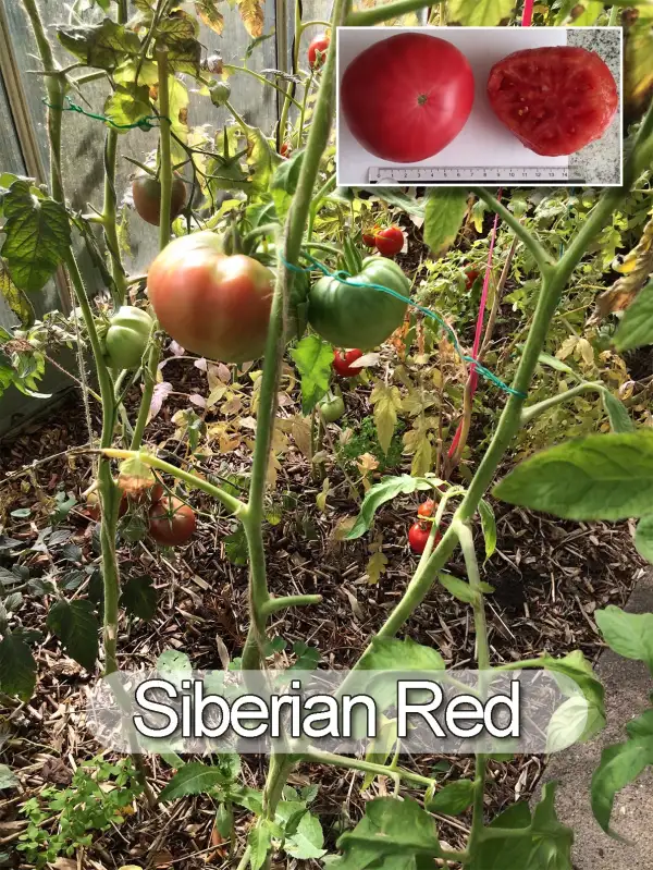 Tomaten: Siberian Red