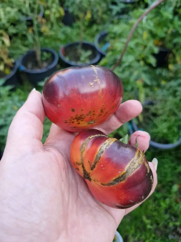 Tomaten: SIBERIAN TIGER CLAWS