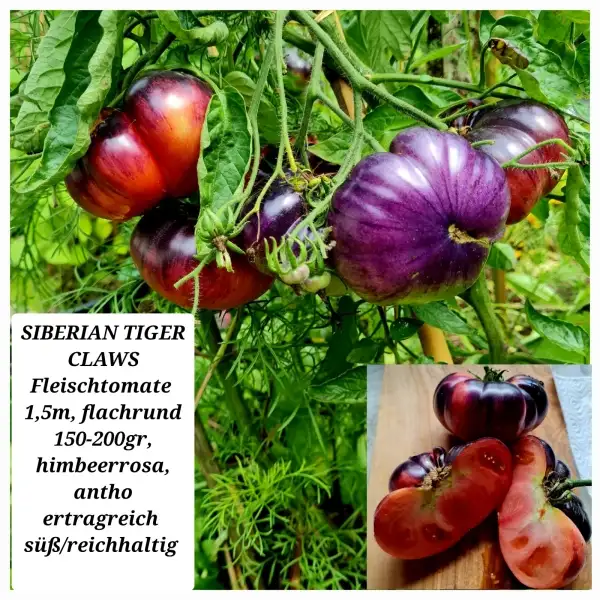 Tomaten: SIBERIAN TIGER CLAWS