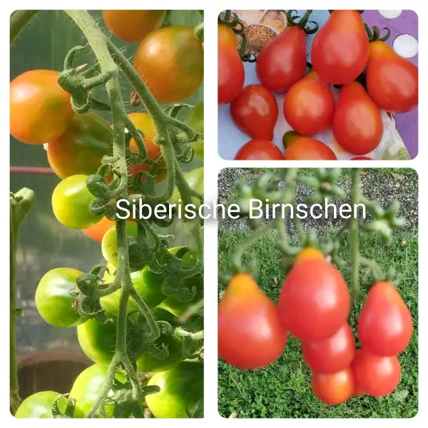 Tomaten: Siberische Birnschen