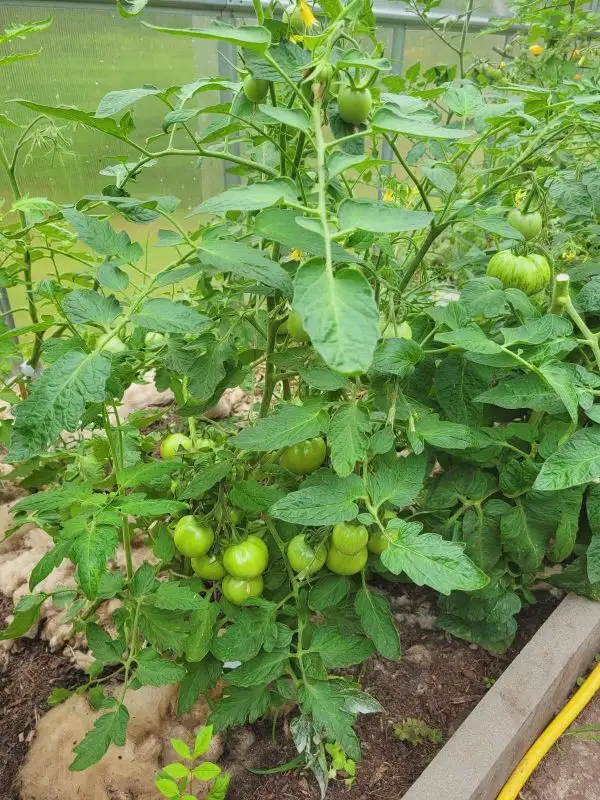 Tomaten: Sibirian