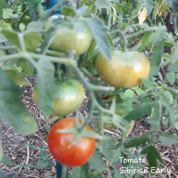 Tomaten: Sibirian Early
