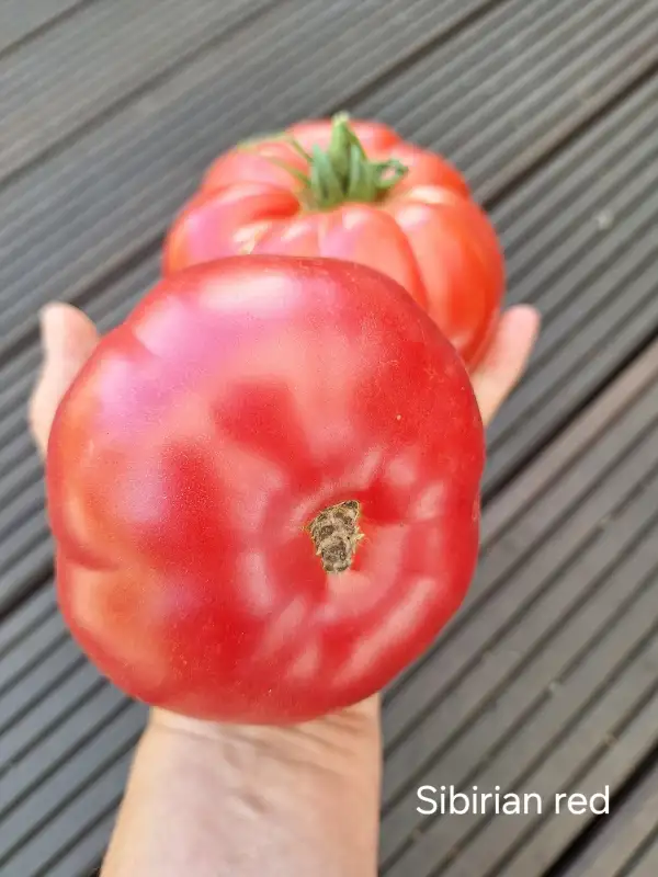 Tomaten: Sibirian red