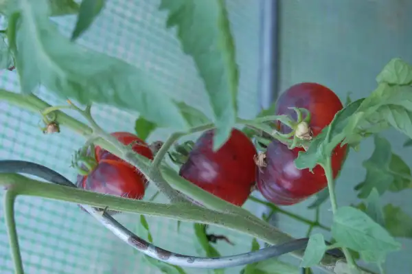 Tomaten: Sibirian Tiger