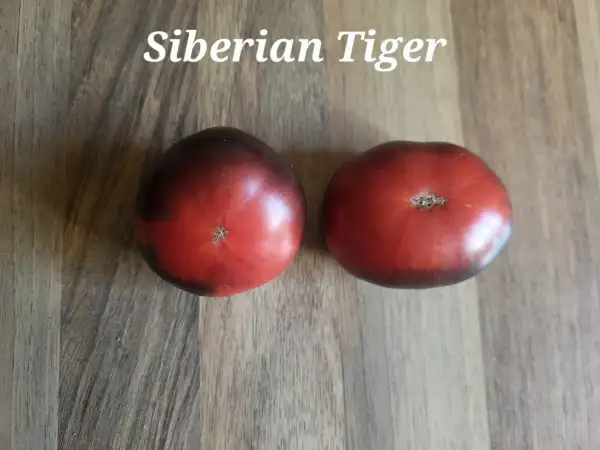 Tomaten: Sibirian Tiger