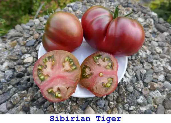 Tomaten: Sibirian Tiger