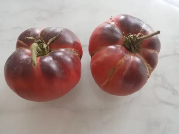 Tomaten: Sibirien Tiger,