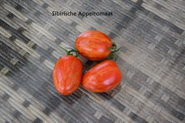 Tomaten: Sibirische Appeltomaat