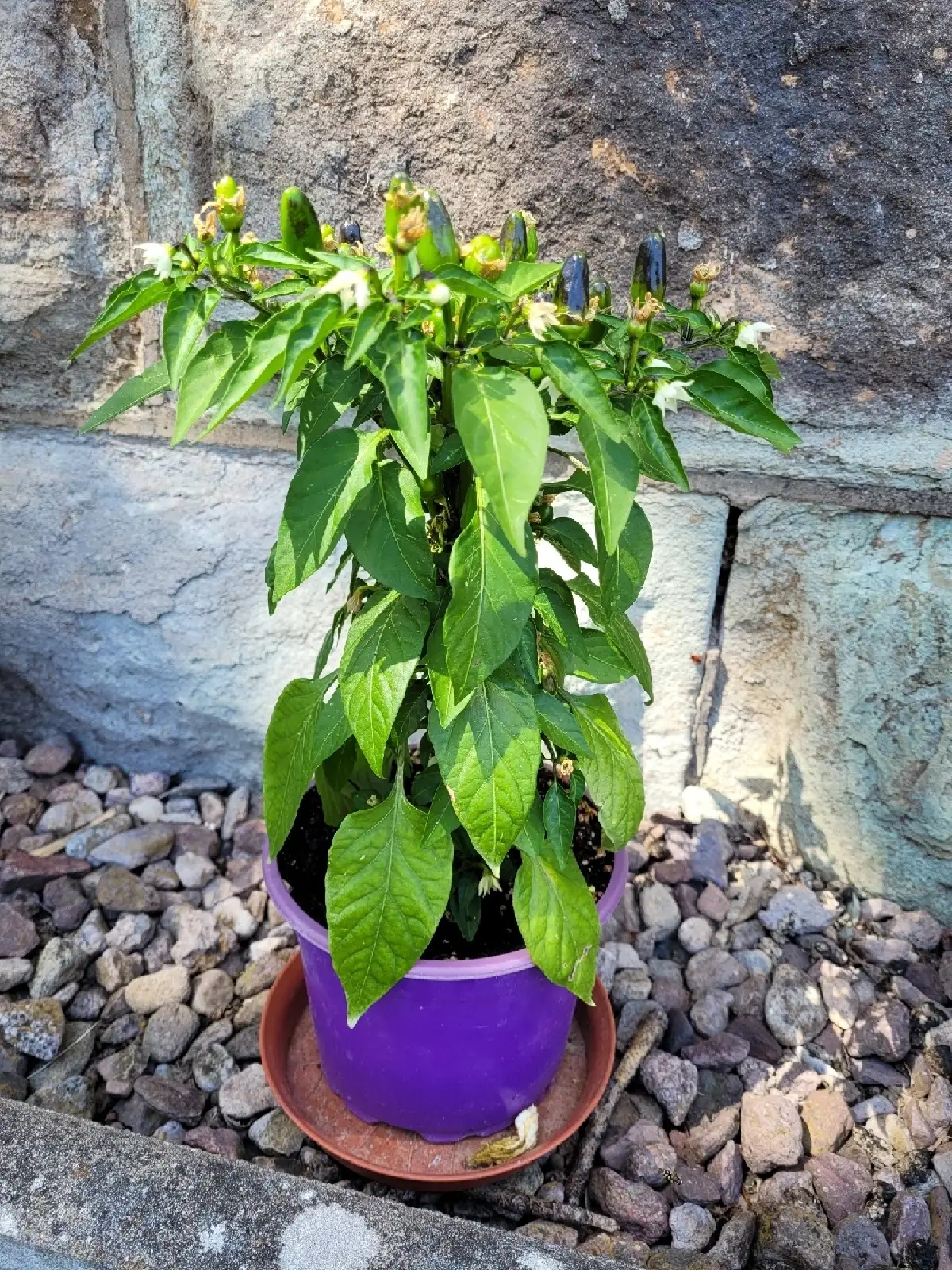 Chili / Paprika: Sibirische Hauspaprika