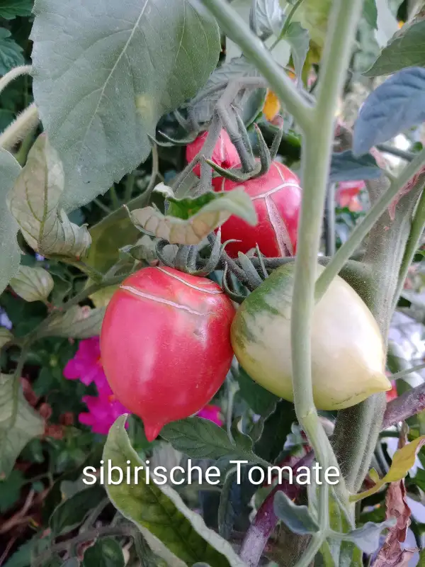Tomaten: Sibirische Tomate
