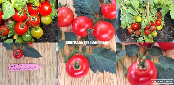 Tomaten: Sibirische Zimmertomate - Zwergtomate