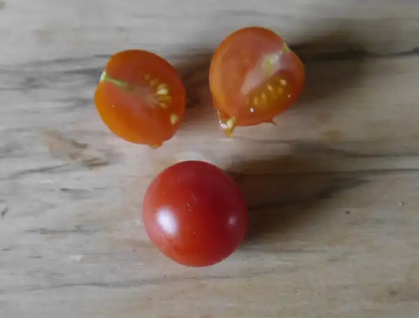 Tomaten: sibirische Zimmertomate