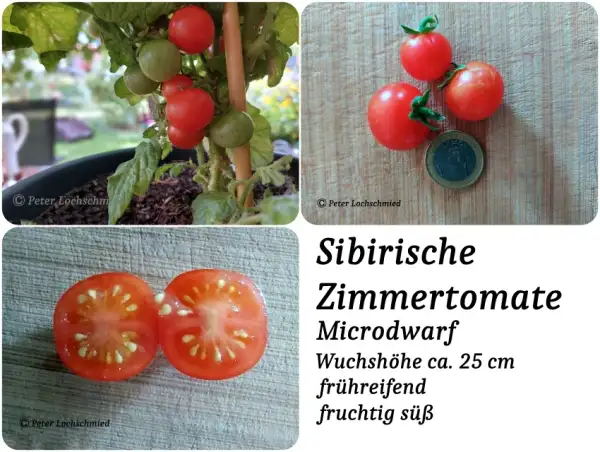Tomaten: sibirische Zimmertomate