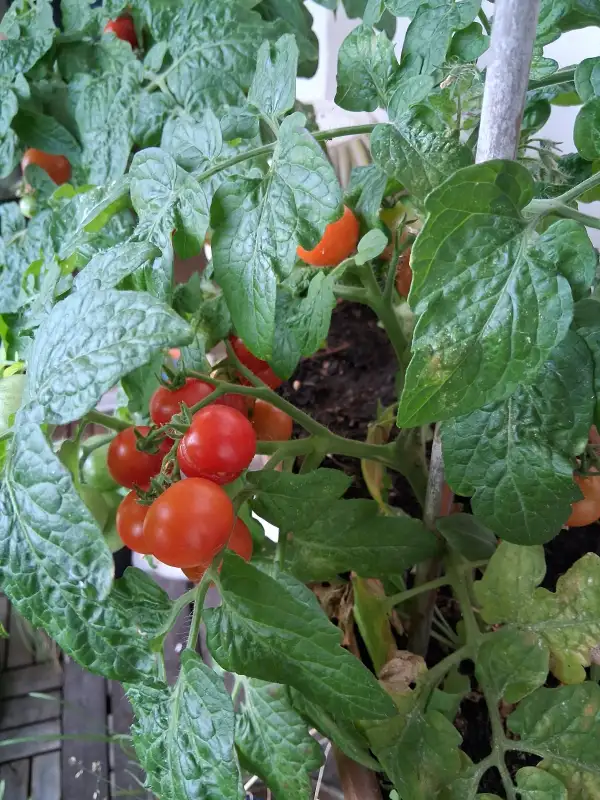 Tomaten: sibirische Zimmertomate