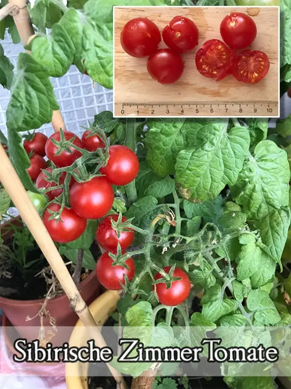 Tomaten: sibirische Zimmertomate