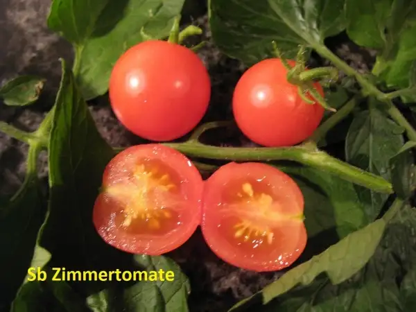 Tomaten: sibirische Zimmertomate