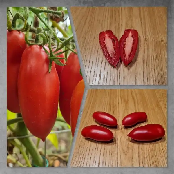 Tomaten: Sibirischer Finger / Sibirskije Palchiki