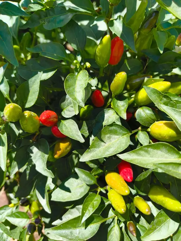 Chili / Paprika: Sibirischer Hauspaprika