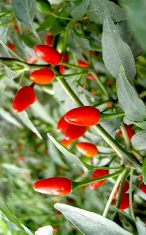 Chili / Paprika: Sibirischer Hauspaprika