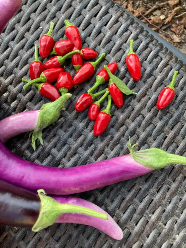 Chili / Paprika: Sibirischer Hauspaprika Chili