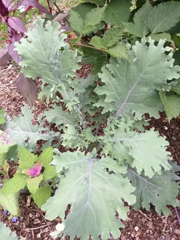 Kohl: Sibirischer Kohl / Federkohl