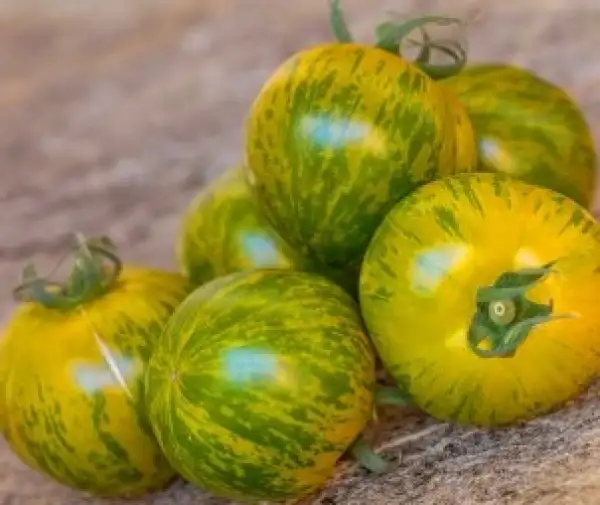 Tomaten: Sibirischer Malachit