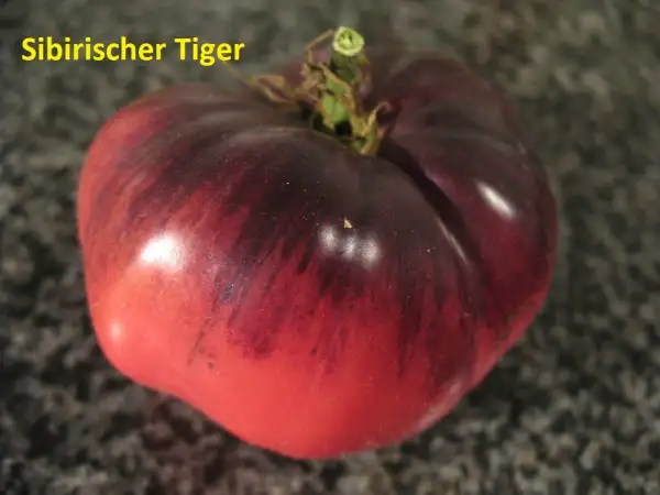 Tomaten: Sibirischer Tiger