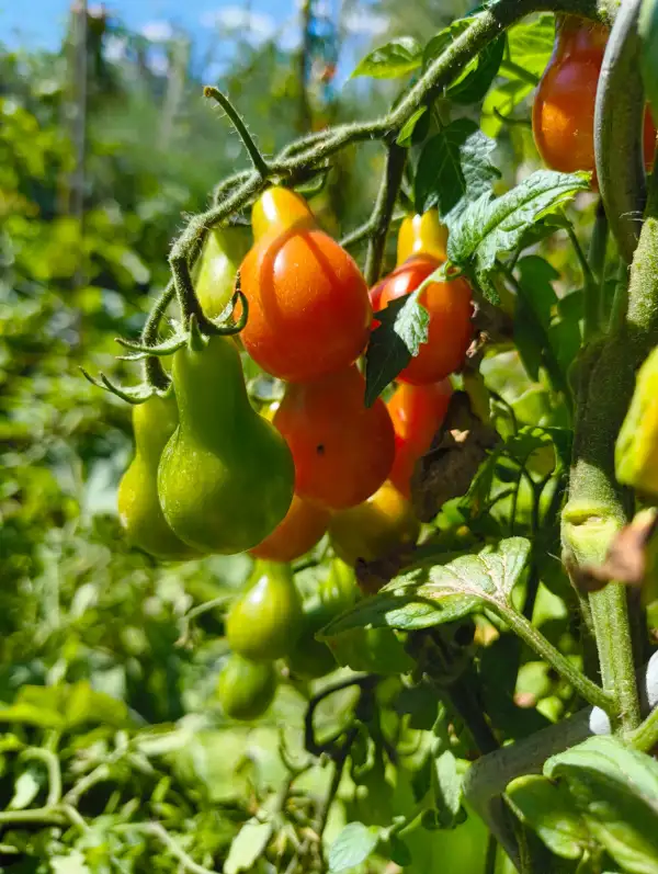 Tomaten: Sibirisches Birnchen