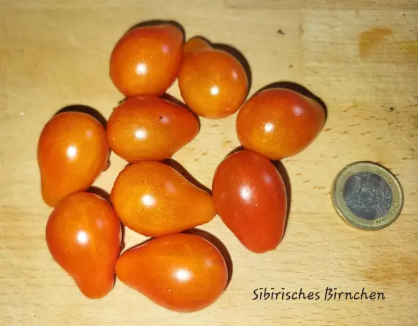 Tomaten: Sibirisches Birnchen