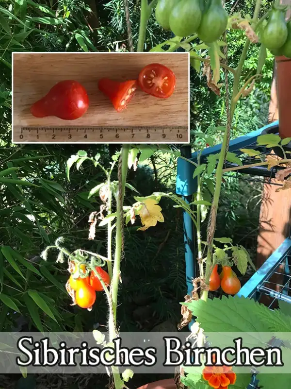 Tomaten: Sibirisches Birnchen