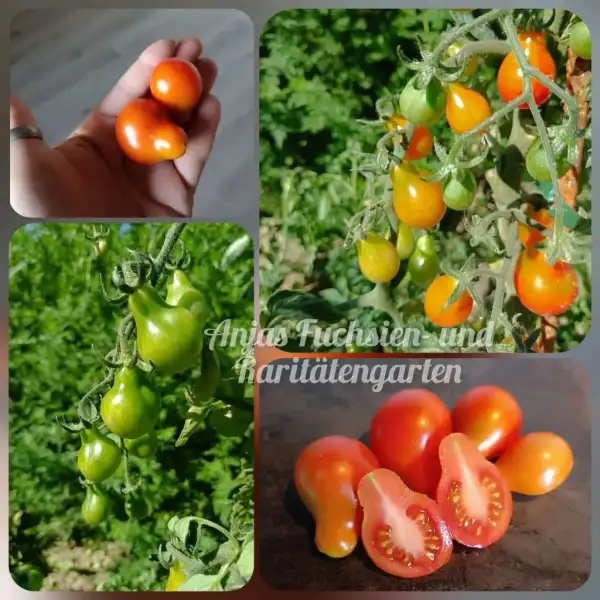 Tomaten: Sibirisches Birnchen