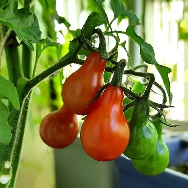 Tomaten: Sibirisches Birnchen