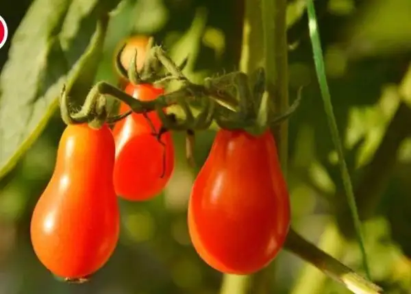 Tomaten: Sibirisches Birnchen