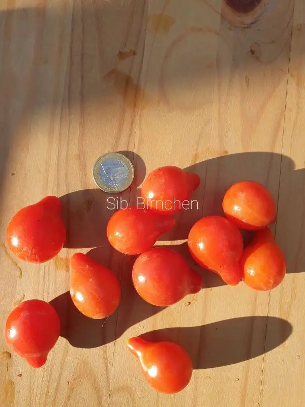 Tomaten: Sibirisches Birnchen