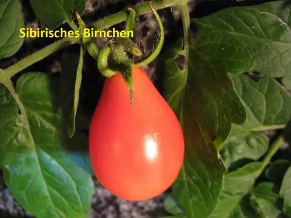 Tomaten: Sibirisches Birnchen