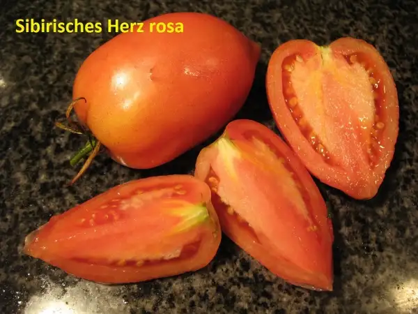 Tomaten: sibirisches Herz Rosa