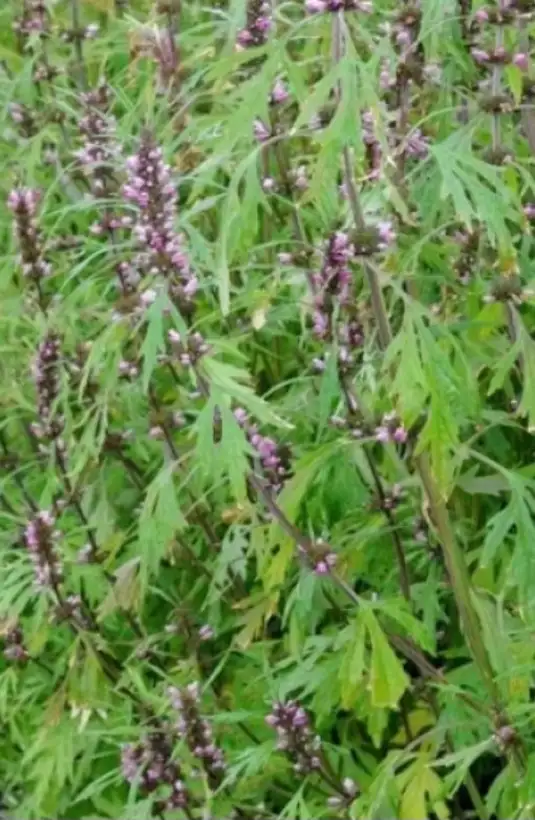 Kräuter: Sibirisches Herzgespann