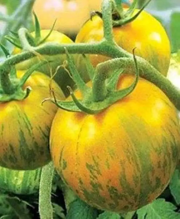 Tomaten: Sibirskij Malachit