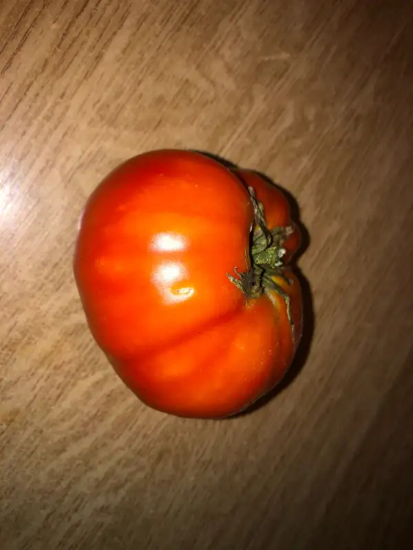 Tomaten: Sibirskiy Gigant