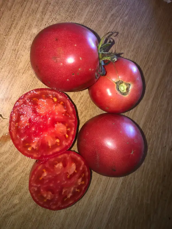 Tomaten: Sibirskoe Yabloko