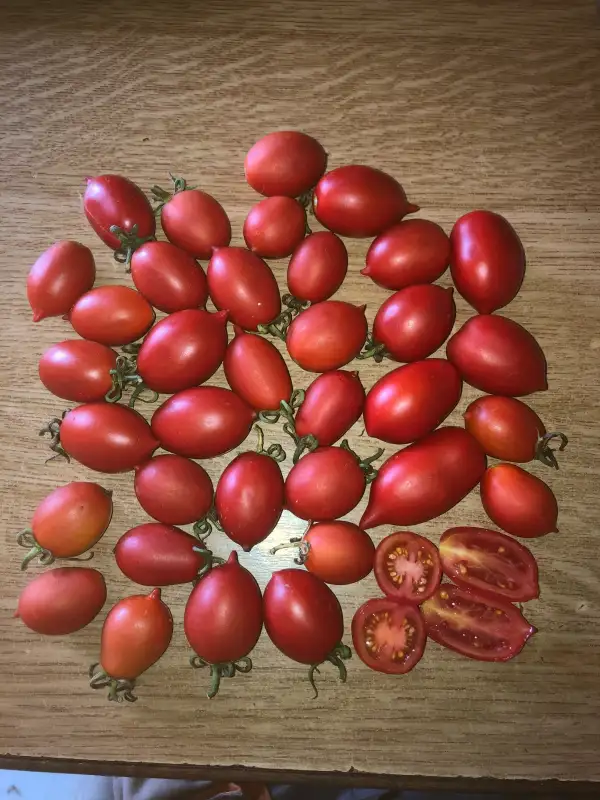 Tomaten: Sicilienne