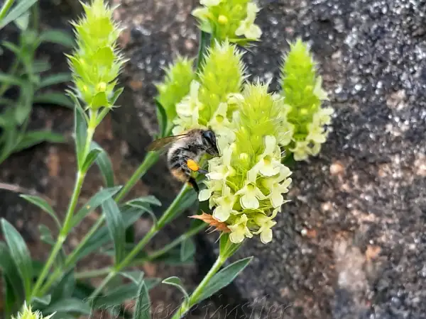 Stauden / Gehölz: Sideritis hyssopifolia ‣ ‣ ‣ ‣ ‣ ‣ Ysop- Eisenkraut ‣ Hyssop‑ironwort